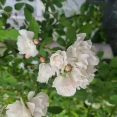 うふふさま　専用