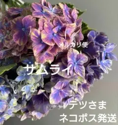 福岡県鬼木様の紫陽花☆ハイドランジア☆筑紫路風車☆4号鉢☆超希少☆1