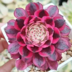 2026年最新】多肉植物 アエオニウム ガーネットの人気アイテム - メルカリ