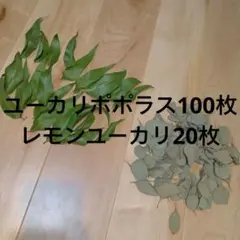 2026年最新】リーフシャワー ユーカリの人気アイテム - メルカリ