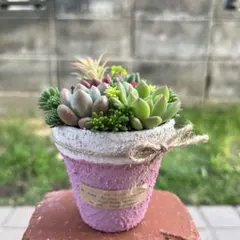 アンティーク風ブリキポット3色*そのまま飾れる多肉植物の寄せ植え