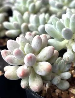 ベビーフィンガー　カット苗　3頭　多肉植物 エケベリア セダム