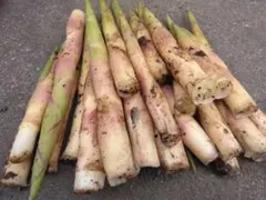 専用につき落札しないで下さい。愛様専用