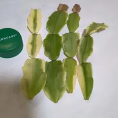 専用取り消し　シャコバサボテンのサムネイル