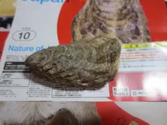 Nature of Japan 日本のいきものvol.01 マガキ　牡蠣　カキ
