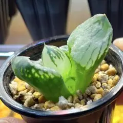 ペ*ン様 ハオルチア　コクリコ嬢