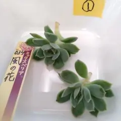 ミックスベリア　034 風の花