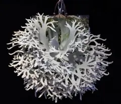 こたろう様メルカリ便！P. willinckii ’Jenny’ TC 1604 ビカクシダ p.willinckii 'Jenny'#1 Sp - メルカリ