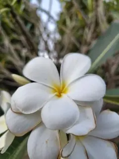 べるひめ様専用品