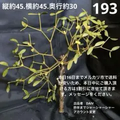 2025年最新】ヤドリギ 親木付きの人気アイテム - メルカリ