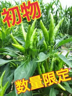 完売必至❗ 農薬不使用 青唐辛子 令和8年新物 群馬産のサムネイル