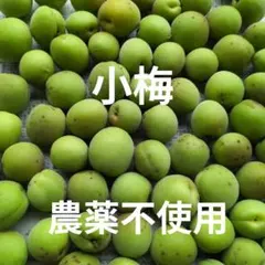 小梅 梅 青梅 農薬不使用 約1キロ(箱込)ネコポスのサムネイル
