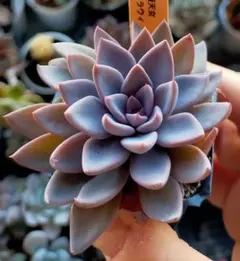 2026年最新】NICORI 苗の人気アイテム - メルカリ