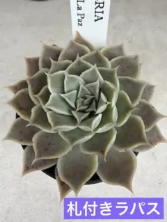 2026年最新】ヒアリナサンルイスデラパスの人気アイテム - メルカリ