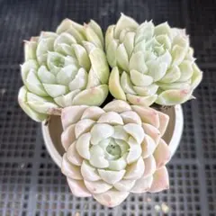 多肉植物　ヒューミリス　抜き苗　セット