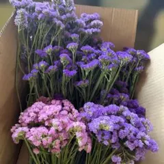 も*読様 【お得用】　アジサイ　5寸9種9鉢 ミックスアソート　　紫陽花 お得用】 アジサイ 5寸9種9鉢 ミックスアソート 紫陽花 - メルカリ