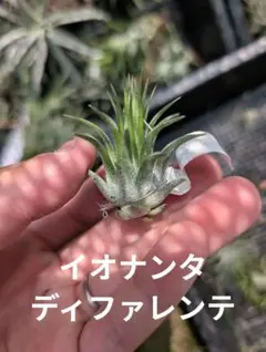 Tillandsia ertonii（入手時名称） Tillandsia ertonii（入手時名称） - メルカリ