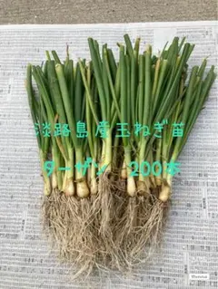 2026年最新】玉ねぎ苗 ターザンの人気アイテム - メルカリ