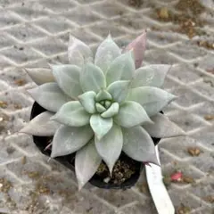 メルカリ便　メキシカンジャイアント錦　ポットごと メルカリ便 メキシカンジャイアント錦 ポットごと 2025年最新