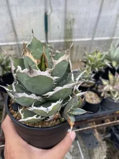 2026年最新】アガベチタノタ 子株の人気アイテム - メルカリ