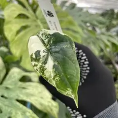 2026年最新】アロカシア 斑入りの人気アイテム - メルカリ