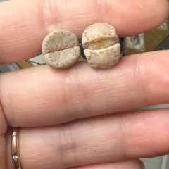 ぷー様専用ページ