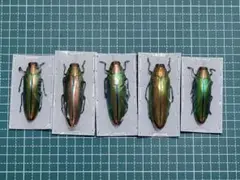 2026年最新】ルリタマムシの人気アイテム - メルカリ