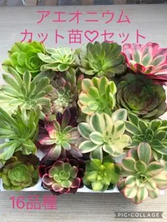 2026年最新】花月錦の人気アイテム - メルカリ