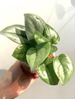 2025年最新】Scindapsusの人気アイテム - メルカリ