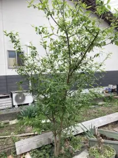 140cm サラサウツギ アジサイ科 落葉低木 苗木 更紗空木 白～薄紅紫色