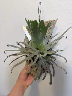 【板付け】P.willinckii ’Nano’ spore 2420 板付け】P.willinckii 'Nano' spore 2420 - メルカリ