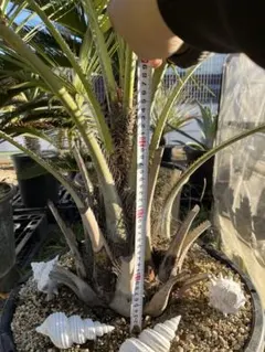 2025年最新】ココスヤシ シルバーの人気アイテム - メルカリ