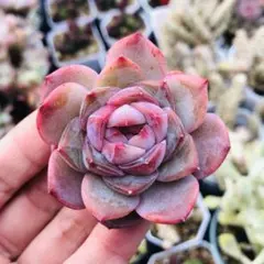 速達　猫のしっぽ様 リクエスト 2点 まとめ商品