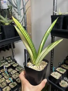 2026年最新】サンスベリアの人気アイテム - メルカリ