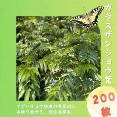 カラスザンショウ 枝付き葉っぱ 200枚 アゲハチョウ 幼虫 餌 - メルカリ