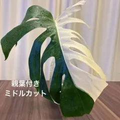 2026年最新】斑入りモンステラ ホワイトタイガーの人気アイテム - メルカリ