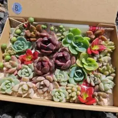 多肉植物　詰め合わせ B