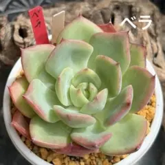 ❣️速達代❣️現品 エケベリア 寄せ植え 多肉弁当 多肉植物 - メルカリ