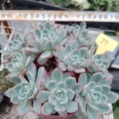 多肉植物 七福神 抜き苗6株 - メルカリ