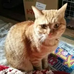 餅太郎@プロフ必読様専用