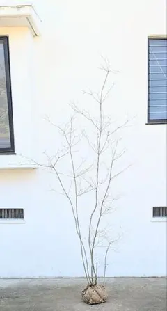 2026年最新】山採り ドウダンツツジの人気アイテム - メルカリ