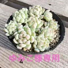 ゆみこ様 リクエスト 2点 まとめ商品