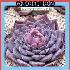 り*ま様 ⚠️オークション⚠️ 現品 エケベリア 寄せ植え 多肉弁当 多肉植物
