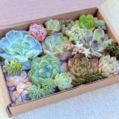 SALE❗️.:* ꕤ カット苗ꕤ*.゜多肉植物 ꕤ 韓国苗 ꕤ T65 - メルカリ