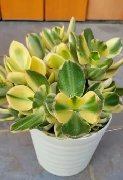 2025年最新】金の成る木の人気アイテム - メルカリ