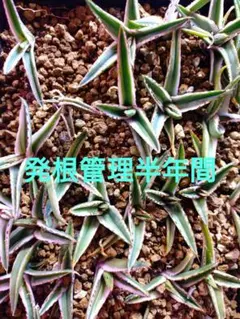 【早い者勝ち】棚整理 アガベ 氷山 斑入り 鉢ごと発送 メルカリ便 2026年最新】アガベ 氷山の人気アイテム - メルカリ