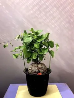 2026年最新】亀甲竜 植物の人気アイテム - メルカリ