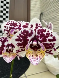 phal.Honey Bunch（ハニー　バンチ）　ミニ胡蝶蘭のサムネイル
