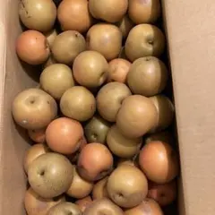 長野県産 杏 新潟大実 訳あり 5キロ | Mercari
