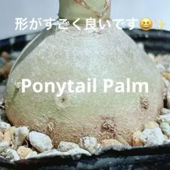 【まん丸かわいい♡早い者勝ち】　トックリラン　ポニーテール　抜き苗発送　aのサムネイル